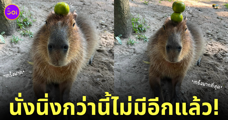 กะปิปลาร้า หมามะพร้าว คาปิบาร่า สวนสัตว์เปิดเขาเขียว