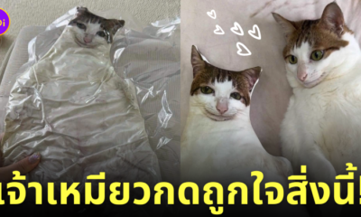 แมวรีแอคชั่นหมอนรูปตัวเอง