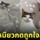 แมวรีแอคชั่นหมอนรูปตัวเอง