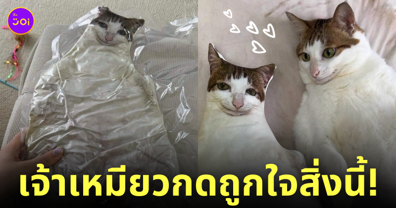 แมวรีแอคชั่นหมอนรูปตัวเอง