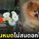 น้องหมาแย่งซีน ดอกไม้ราคาถูก ญี่ปุ่น