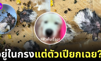 หมาซามอยด์เลียหนูแฮมสเตอร์ตัวเปียก