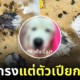 หมาซามอยด์เลียหนูแฮมสเตอร์ตัวเปียก