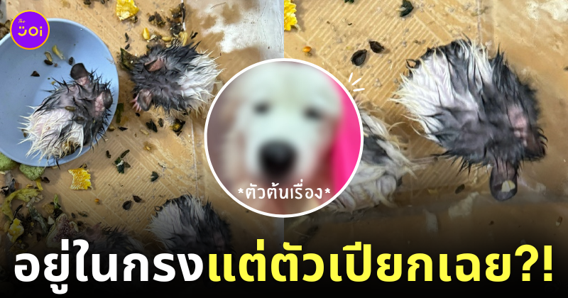 หมาซามอยด์เลียหนูแฮมสเตอร์ตัวเปียก