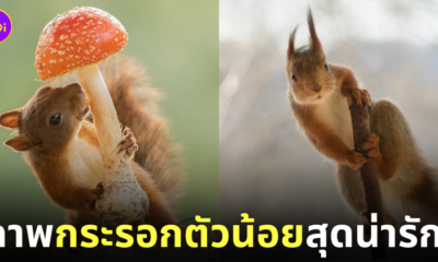 ภาพถ่ายกระรอก น่ารัก Geert Weggen