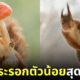 ภาพถ่ายกระรอก น่ารัก Geert Weggen
