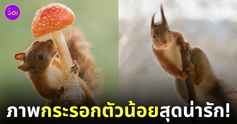 ภาพถ่ายกระรอก น่ารัก Geert Weggen