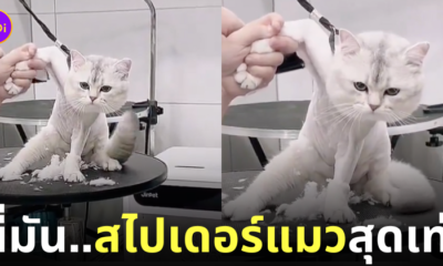 คลิปตัดขนแมว สไปเดอร์แมว
