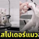 คลิปตัดขนแมว สไปเดอร์แมว