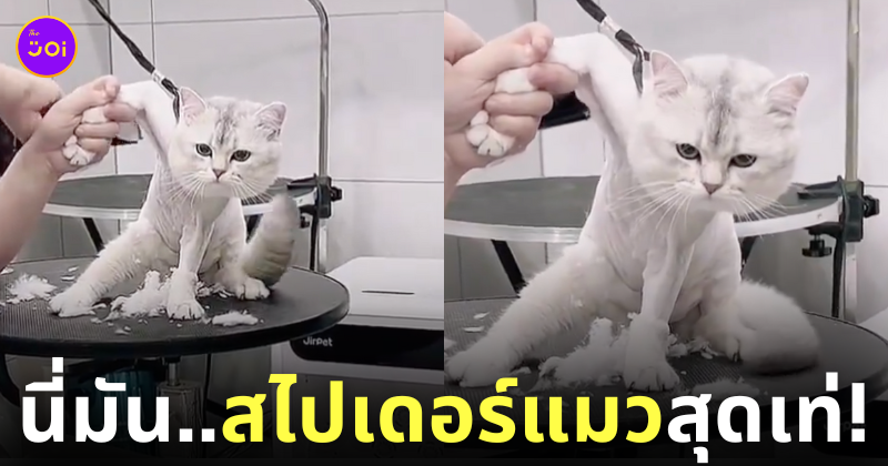 คลิปตัดขนแมว สไปเดอร์แมว