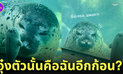 แมวน้ำมองตุ๊กตาอุ๋ง
