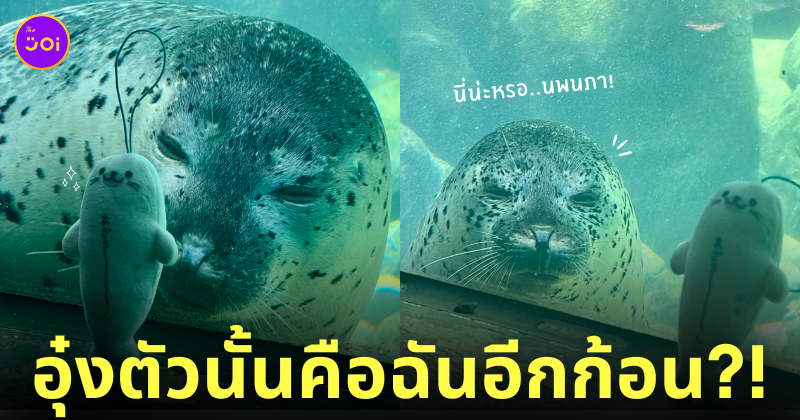 แมวน้ำมองตุ๊กตาอุ๋ง