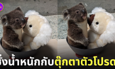 โคอาล่าชั่งน้ำหนักพร้อมกับตุ๊กตา สวนสัตว์ญี่ปุ่น