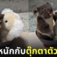 โคอาล่าชั่งน้ำหนักพร้อมกับตุ๊กตา สวนสัตว์ญี่ปุ่น