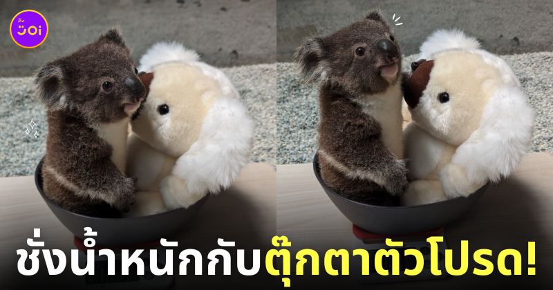 โคอาล่าชั่งน้ำหนักพร้อมกับตุ๊กตา สวนสัตว์ญี่ปุ่น