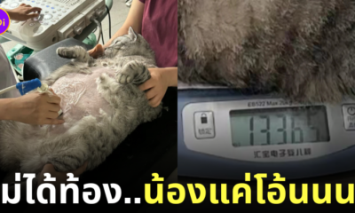 แมวอ้วนหนัก 13 กิโลกรัม แมวท้องทิพย์