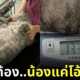 แมวอ้วนหนัก 13 กิโลกรัม แมวท้องทิพย์