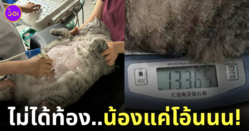 แมวอ้วนหนัก 13 กิโลกรัม แมวท้องทิพย์