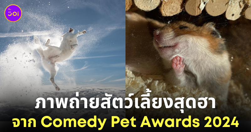 ภาพถ่ายสัตว์เลี้ยงสุดฮา Comedy Pet Awards 2024