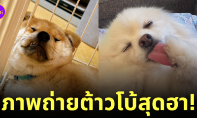 ภาพน้องหมา ไวรัลบน Twitter ฝั่งญี่ปุ่น