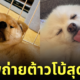 ภาพน้องหมา ไวรัลบน Twitter ฝั่งญี่ปุ่น