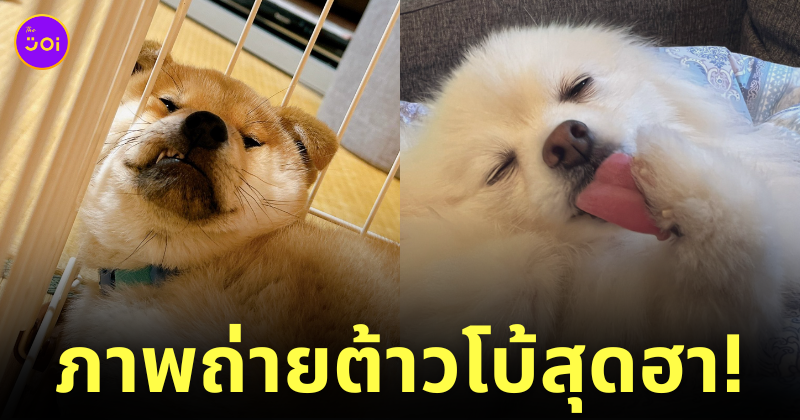 ภาพน้องหมา ไวรัลบน Twitter ฝั่งญี่ปุ่น