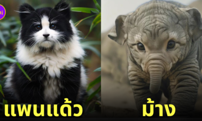 ภาพแมวผสมสัตว์โลก aiart