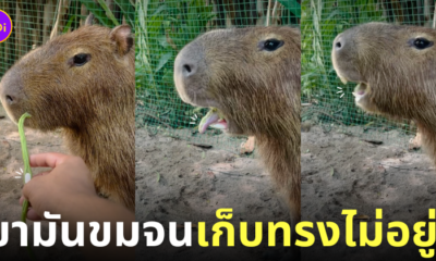 กะปิปลาร้า หมามะพร้าว คาปิบาร่า กินยา สีหน้าตอนขม สวนสัตว์เปิดเขาเขียว