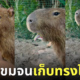 กะปิปลาร้า หมามะพร้าว คาปิบาร่า กินยา สีหน้าตอนขม สวนสัตว์เปิดเขาเขียว