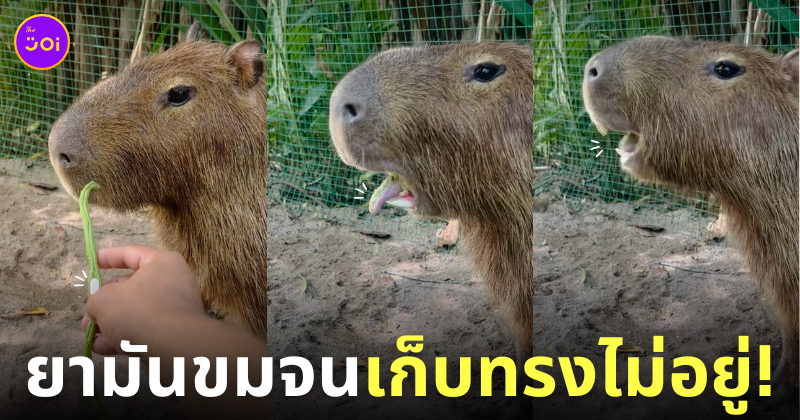กะปิปลาร้า หมามะพร้าว คาปิบาร่า กินยา สีหน้าตอนขม สวนสัตว์เปิดเขาเขียว