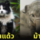 ภาพแมวผสมสัตว์โลก aiart