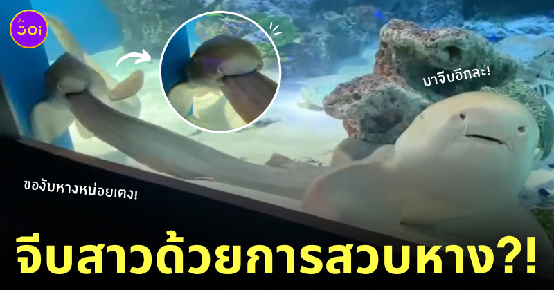 ฉลามเสือดาวสวบหางเพื่อน