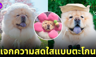 หมาเชาเชา โคมาเมะจัง komame