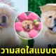 หมาเชาเชา โคมาเมะจัง komame