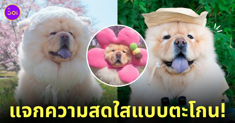หมาเชาเชา โคมาเมะจัง komame