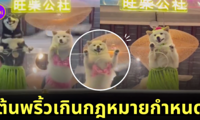 คลิปวิดีโอน้องหมาในคาเฟ่ใส่ชุดสุดแซ่บเต้นดุ๊กดิ๊ก