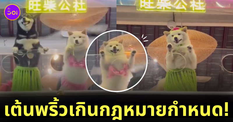 คลิปวิดีโอน้องหมาในคาเฟ่ใส่ชุดสุดแซ่บเต้นดุ๊กดิ๊ก