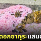แมวนอนหลับสบายใต้ผ้าห่มดอกซากุระ