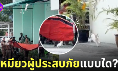 กู้ภัยช่วยแมวติดหลังคา TikTok