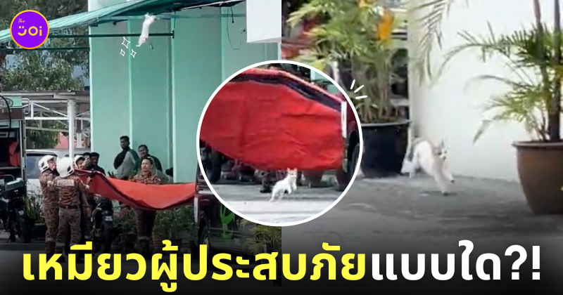 กู้ภัยช่วยแมวติดหลังคา TikTok