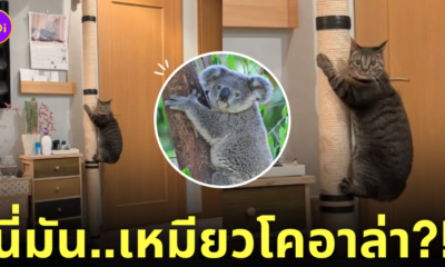 แมว เกาะเสาลับเล็บ เหมือนหมีโคอาล่า
