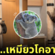 แมว เกาะเสาลับเล็บ เหมือนหมีโคอาล่า