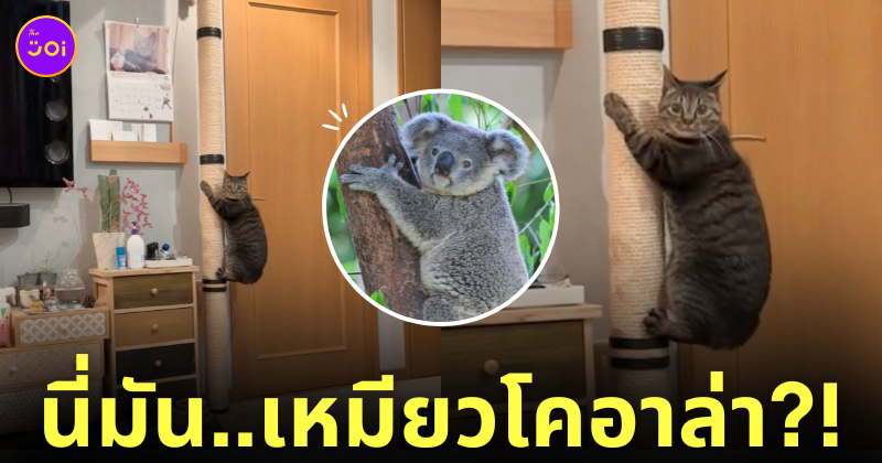 แมว เกาะเสาลับเล็บ เหมือนหมีโคอาล่า