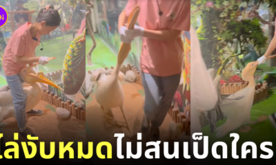 คลิปนกกระทุงงับเป็ดทั้งตัว