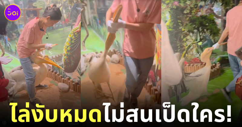 คลิปนกกระทุงงับเป็ดทั้งตัว