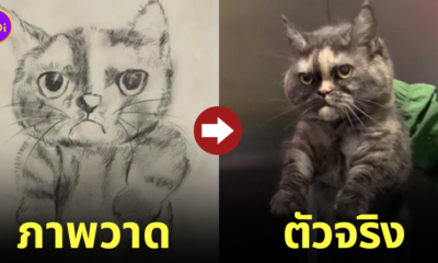 รปภ. วาดภาพแมว ตามหาเจ้าของ