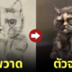 รปภ. วาดภาพแมว ตามหาเจ้าของ