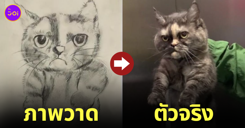 รปภ. วาดภาพแมว ตามหาเจ้าของ