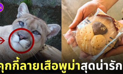 คุกกี้ลายเสือพูม่า zoomo