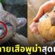 คุกกี้ลายเสือพูม่า zoomo